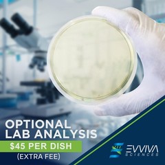 Evviva Sciences Mold Test Kit for Home – 10 Easy Detection Tests w/Optional L…