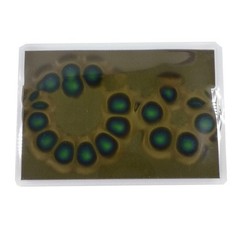 Easy to Use Magnetic Field Viewer for Science Enthusiasts and Educators